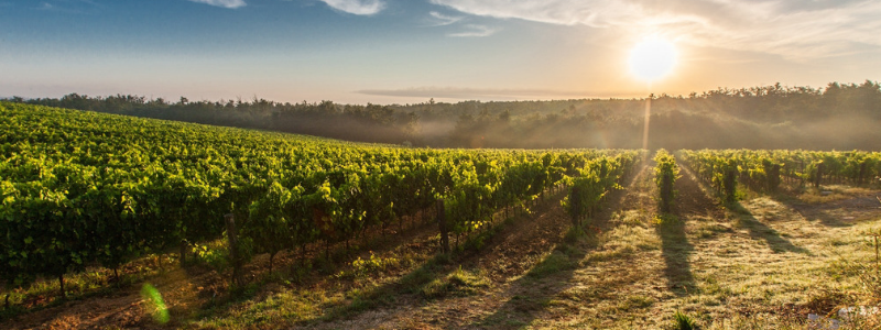 Conheça as regiões que mais produzem vinho no mundo