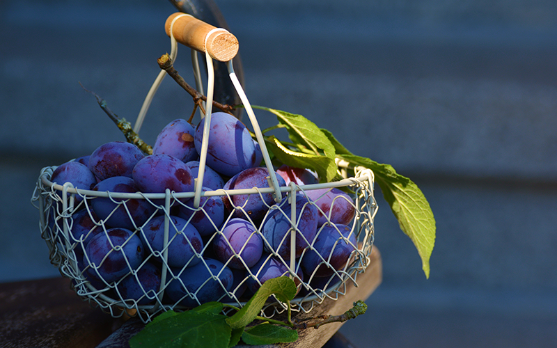 Saiba quais são as principais Uvas Viníferas