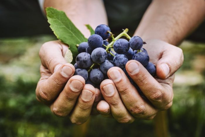 Tudo que você precisa saber sobre vinhos orgânicos