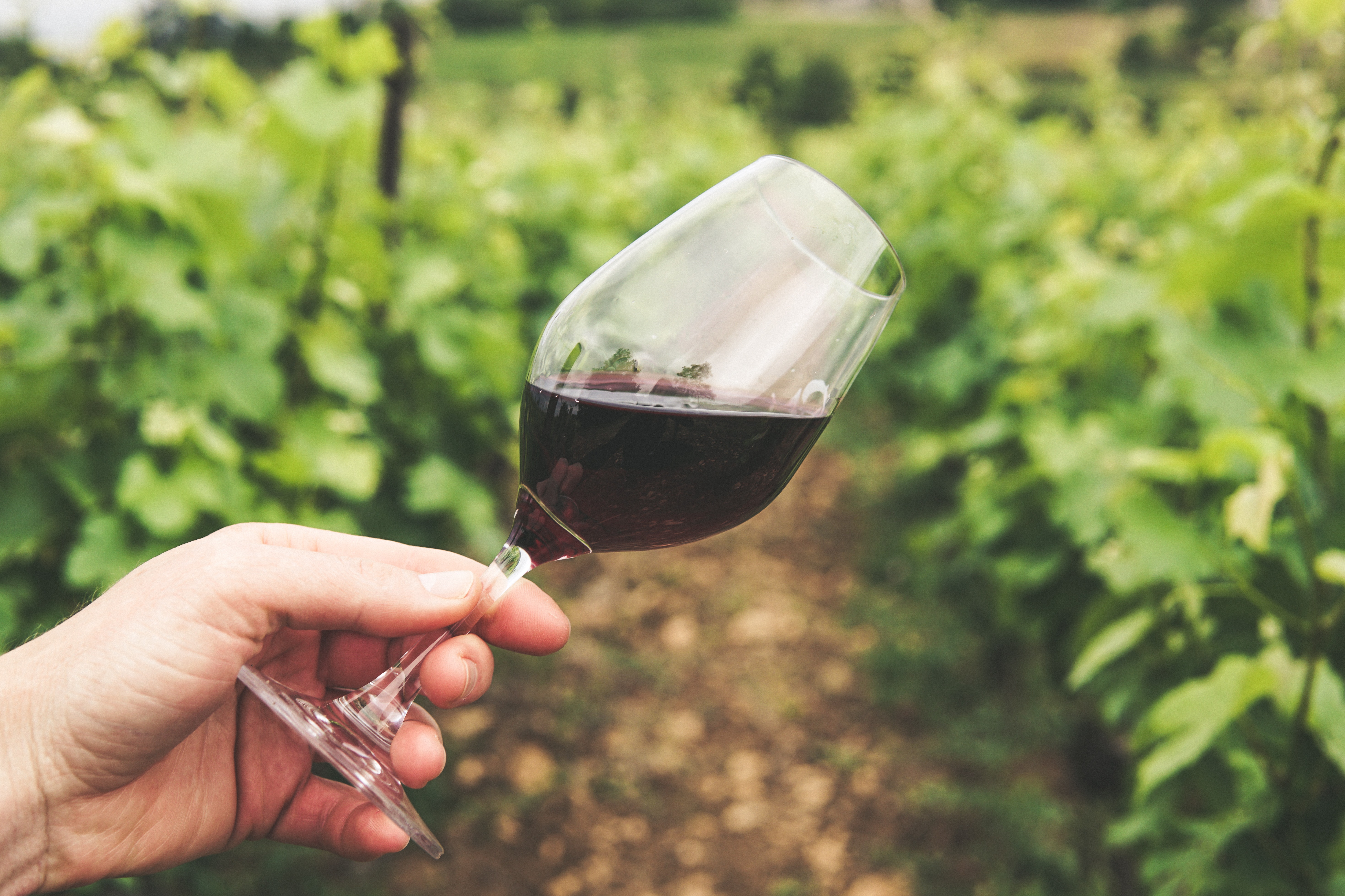 RESVERATROL: POR QUE O VINHO FAZ BEM?