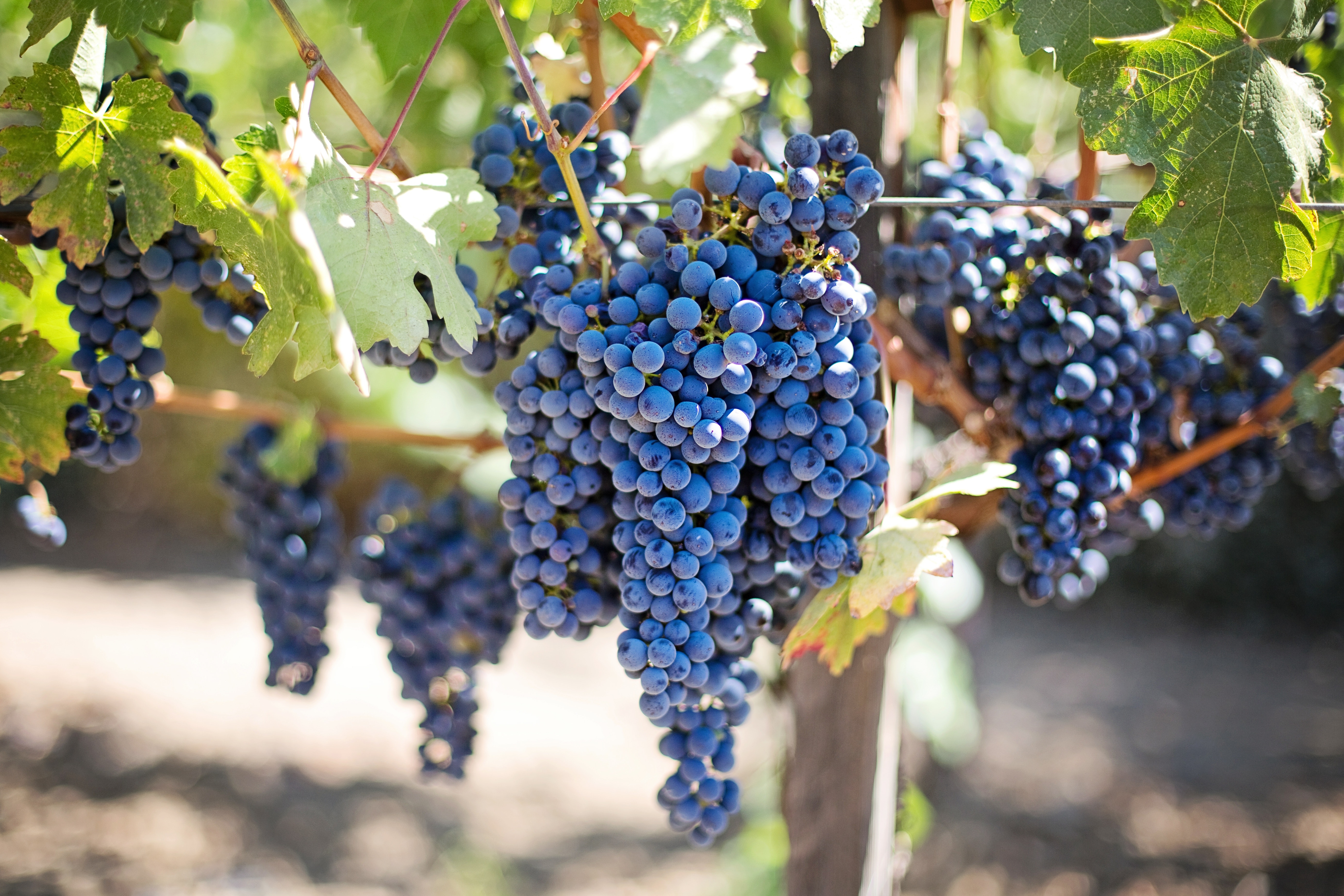 A Rainha das Uvas: Dia mundial da Cabernet Sauvignon